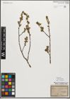 Foto von Salix myrsinifolia Salisb.